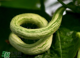 蛇瓜什么時(shí)候種？蛇瓜的種植方法