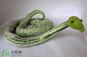蛇瓜怎么挑選？蛇瓜的選購(gòu)技巧