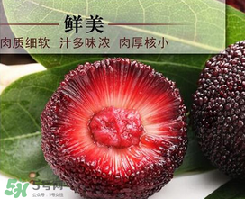 荸薺楊梅和東魁楊梅哪個(gè)好吃？荸薺楊梅跟東魁楊梅有什么區(qū)別？