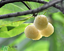 白楊梅多少錢一斤？白楊梅產(chǎn)地