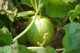 菜瓜多少錢一斤？菜瓜怎么挑？