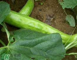 菜瓜多少錢一斤？菜瓜怎么挑？