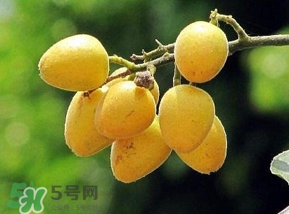黃皮果怎么吃？黃皮果有什么功效