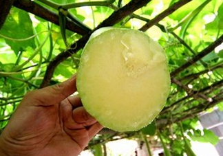 砍瓜種子哪里有賣的？砍瓜多少錢一斤？