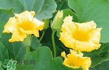 南瓜花怎么做好吃？南瓜花不能與什么同吃