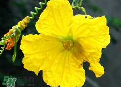 南瓜花有什么作用？南瓜花的作用及禁忌