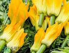 南瓜花花蕊能吃嗎？南瓜花是雌雄同株嗎