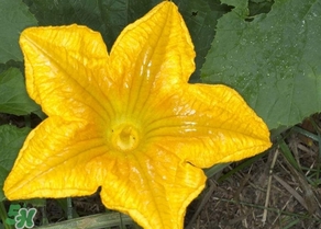 南瓜花怎么洗？南瓜花怎么處理