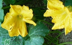 南瓜花花蕊能吃嗎？南瓜花是雌雄同株嗎