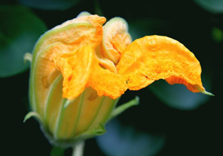 南瓜花怎么洗？南瓜花怎么處理