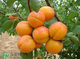 黃油桃多少錢(qián)一斤？黃油桃好吃嗎？