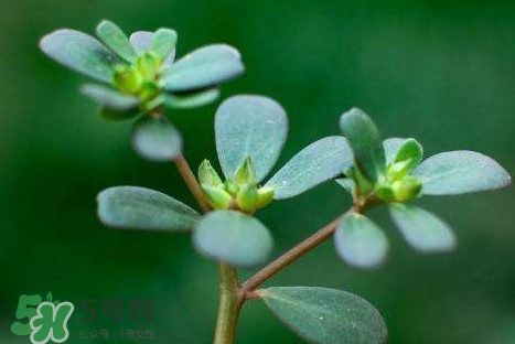 螞蚱菜洗好后怎么保存？剛采的螞蚱菜能存放幾天