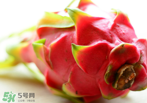 七月份可以種火龍果嗎？火龍果什么時(shí)候種植？