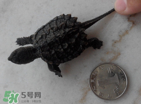 鱷龜是保護(hù)動(dòng)物嗎？鱷龜是外來物種嗎