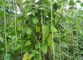 7月份可以種豆角嗎？豆角幾月份種？