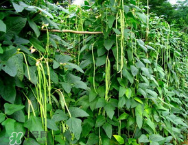 7月份可以種豆角嗎？豆角幾月份種？
