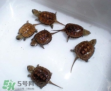 鱷龜最大能長多大？鱷龜是水龜還是陸龜