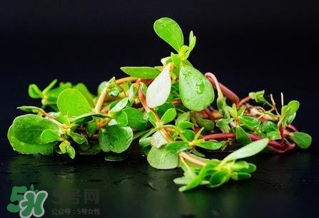 螞蚱菜孕婦可以吃嗎？螞蚱菜的功效與作用
