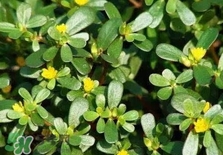 螞蚱菜是馬齒莧嗎？螞蚱菜是什么樣子的