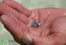 海蛞蝓可以當寵物養(yǎng)嗎？ 海蛞蝓多少錢一只？