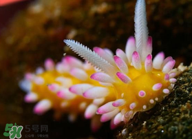 海蛞蝓可以當寵物養(yǎng)嗎？ 海蛞蝓多少錢一只？