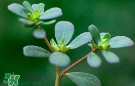 螞蚱菜能生吃嗎？螞蚱菜可以生吃嗎