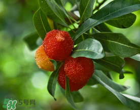 七月份還有楊梅嗎？7月份楊梅哪里有？