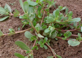 螞蚱菜對(duì)人體有哪些好處？螞蚱菜不能和什么一起吃