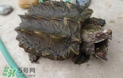 鱷龜是深水龜嗎？鱷魚龜是淡水龜還是海水龜