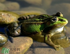 吃青蛙犯法嗎？買賣青蛙怎么處罰
