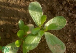 螞蚱菜洗好后怎么保存？剛采的螞蚱菜能存放幾天