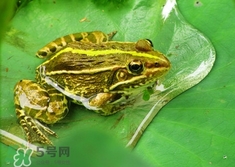 吃青蛙犯法嗎？買賣青蛙怎么處罰