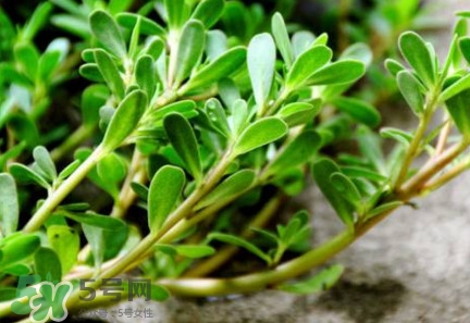 馬蜂菜治什么病？馬蜂菜的功效與作用