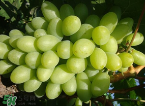 青提上有黑點(diǎn)怎么回事？青提長(zhǎng)斑點(diǎn)是什么原因？