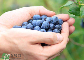 藍(lán)莓什么品種好？盆栽藍(lán)莓什么品種好？