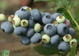藍(lán)莓什么品種好？盆栽藍(lán)莓什么品種好？
