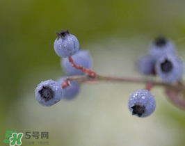 野生藍莓多少錢一斤？野生藍莓多少錢一箱？