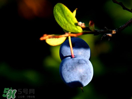 野生藍莓多少錢一斤？野生藍莓多少錢一箱？