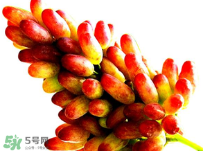 美人指葡萄多少錢一斤？美人指葡萄是轉基因嗎？