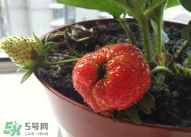 七月份有草莓嗎？7月份有草莓嗎？
