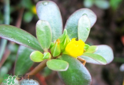 馬蜂菜治什么??？馬蜂菜的功效與作用