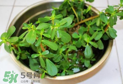 馬蜂菜治什么病？馬蜂菜的功效與作用