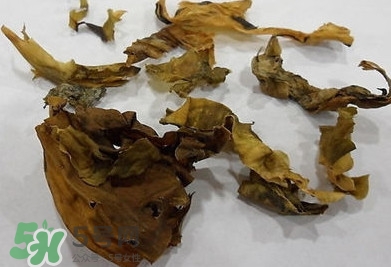 昆布是什么？昆布是海帶嗎