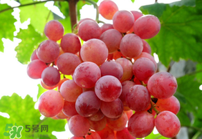 紅提變軟了還能吃嗎？紅提變軟是不是壞了？