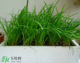 6月份能種韭菜嗎？ 6月份能種韭菜種子嗎？