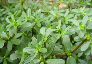 馬蜂菜治什么病？馬蜂菜的功效與作用