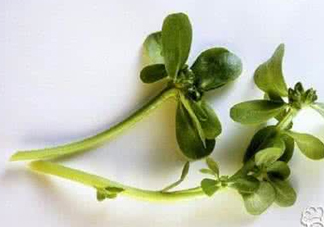 馬蜂菜有毒嗎？馬蜂菜有什么好處