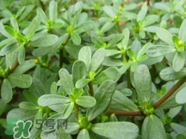 馬蜂菜跟什么相克？什么人不能吃馬蜂菜？