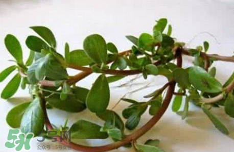 馬蜂菜跟什么相克？什么人不能吃馬蜂菜？