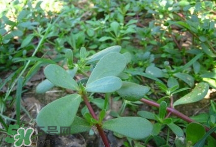 馬蜂菜有毒嗎？馬蜂菜有什么好處